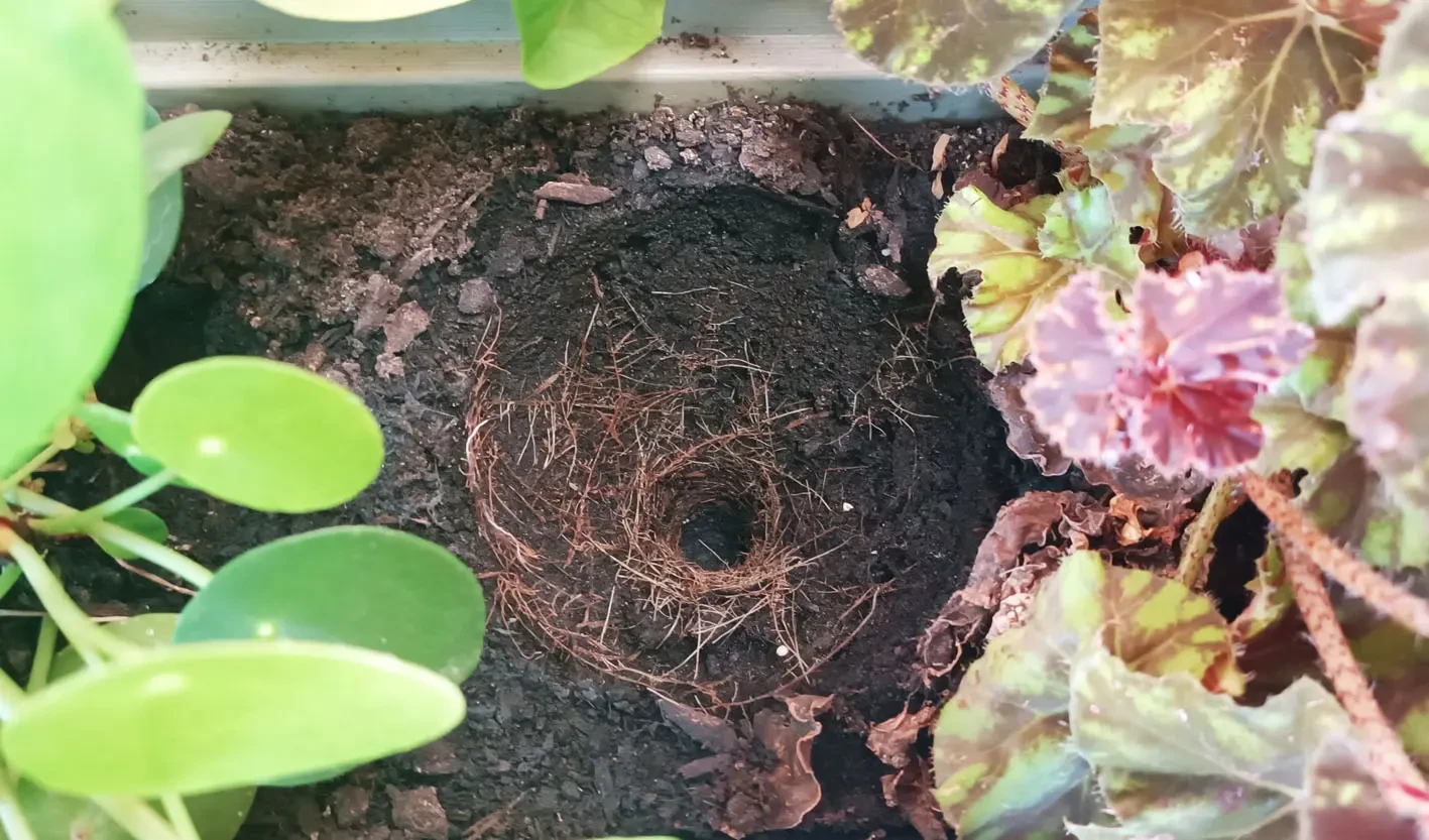 ollas-jardiniere