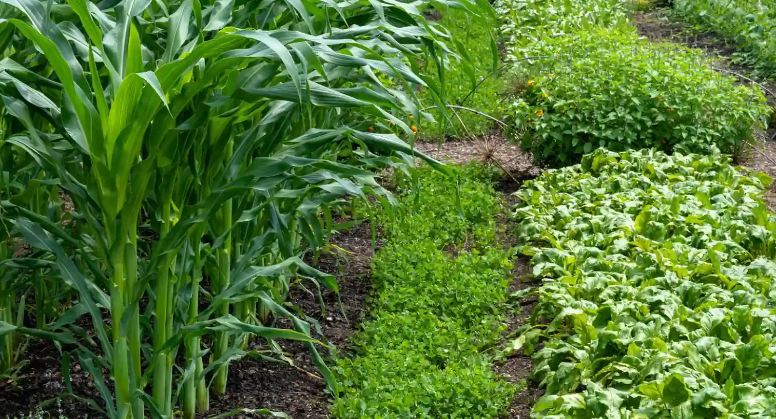 ombrage-vegetal-potager