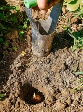 plantation-bulbe