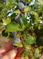 recolte-prune