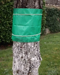 bande-de-glue-sur-arbre-fruitier