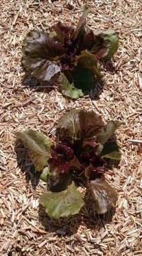 paillage-potager