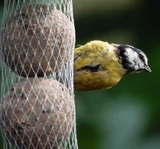 boule-de-graisse-oiseaux