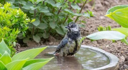 bassin-a-oiseaux