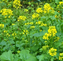 moutarde-engrais-vert