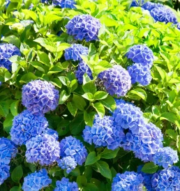 hortensia-bleu