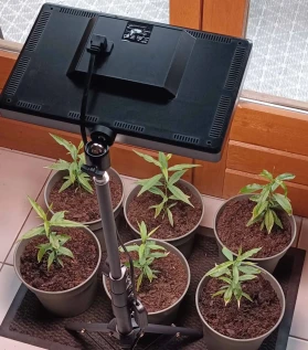 lampe-horticole