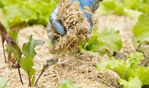 paillage-economie-eau