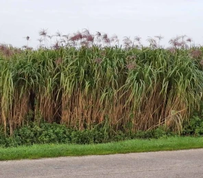 miscanthus