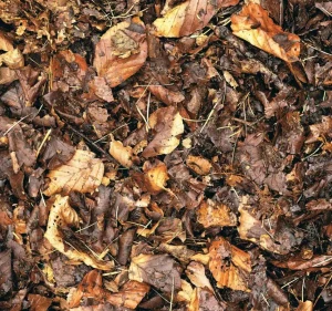 feuille-morte-pour-compost