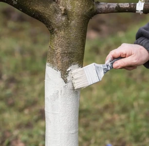 blanc-arboricole