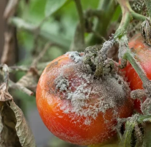 botrytis-tomate