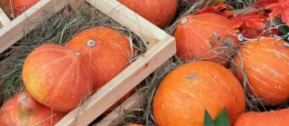 potimaron
