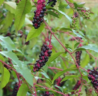 phytolacca-americana