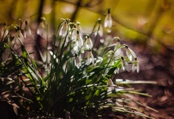 Première fleurs de l'année en hiver.