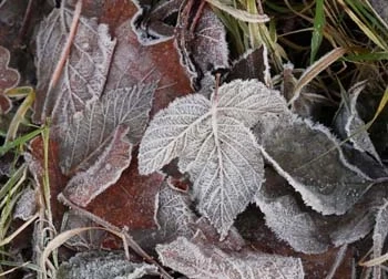 Givre sur feuille.