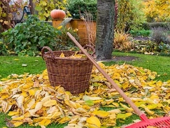 Feuilles mortes au sol.