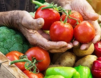 Récolte de légumes variés en été.