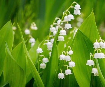 Fleur du mois de mai : le muguet.