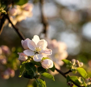 Floraison arbre fruitier en avril.	
