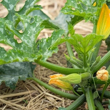 Jeunes courgettes avec fleurs visiblent.