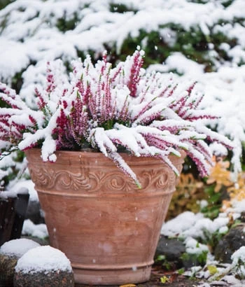 Décembre au jardin avec de la neige.