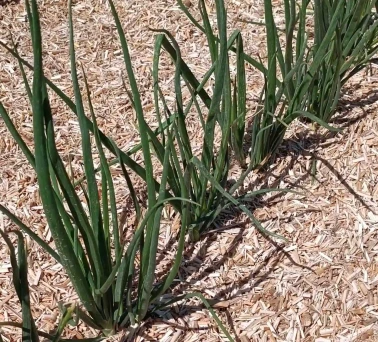 paillis-vegetal-potager