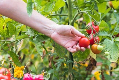 Récolte de tomates en été par un particulier.