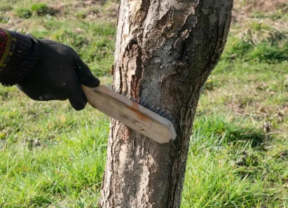 enlever-lichen-sur-arbre