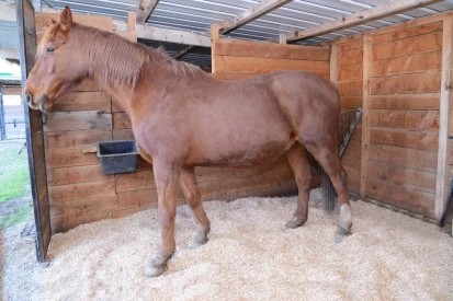 paillage-cheval