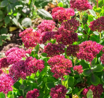 sedum-plante-econome-eau