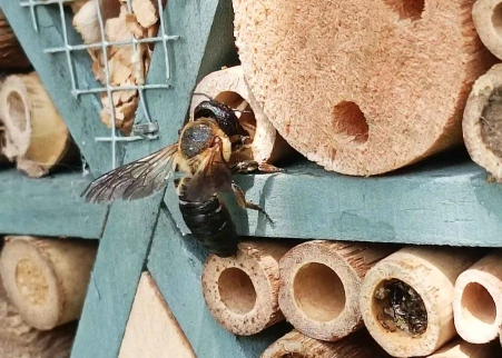 hotel-a-insectes-abeille-solitaire