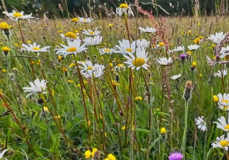 prairie-fleurie
