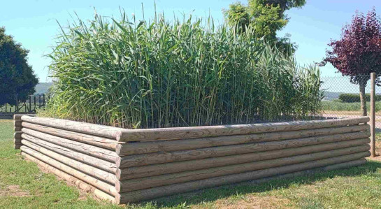 phytoepuration