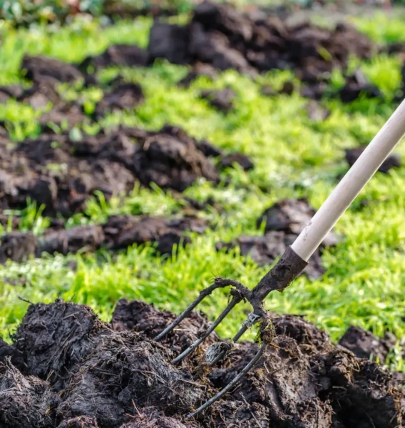 Fumier frais épandu dans un potager.