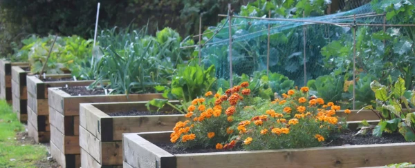 Série de carré potager en bois.