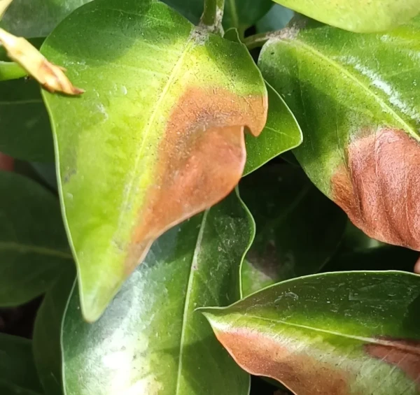 Feuilles présentant des zones brunes et desséchées après un épisode de chaleur.
