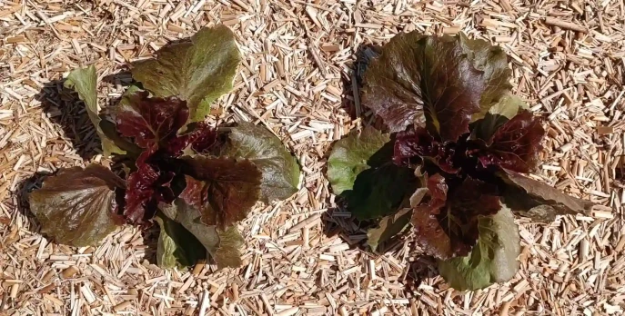 paillage-potager
