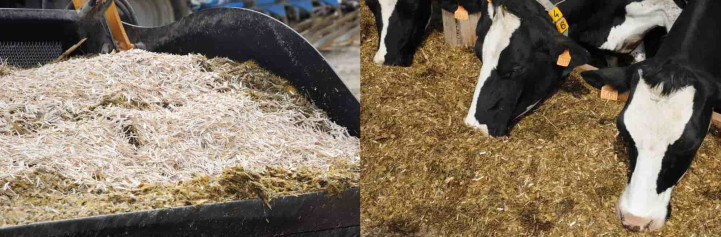 miscanthus-ration-bovin-1-