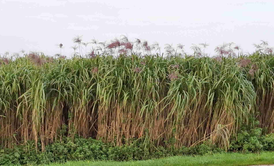 Champs de miscanthus en floraison.