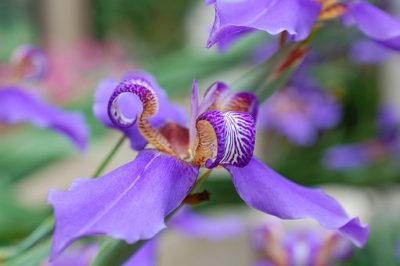 photo d'un iris japonais pour illustrer l'efficacité de la terre de bruyère